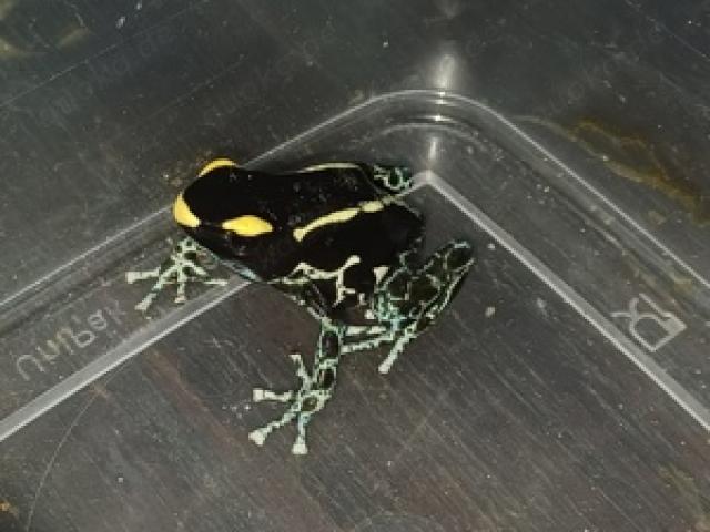 0.0.3 Dendrobates tinctorius 'Graubeiner" - 1