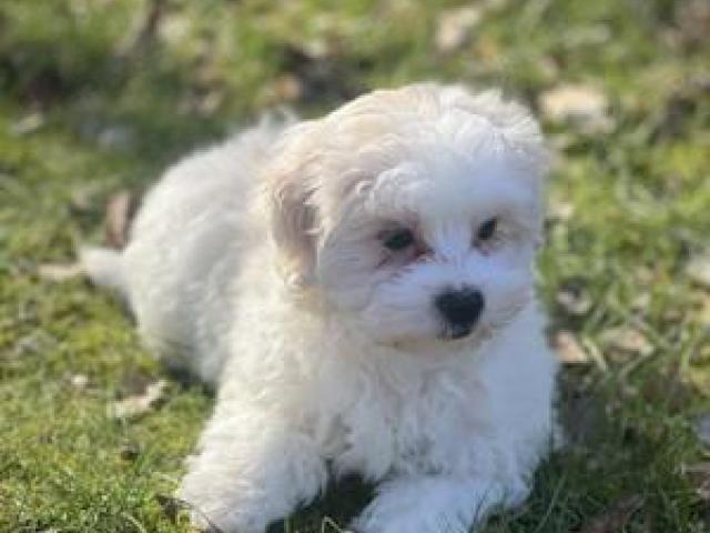 Bichon havanese - 1