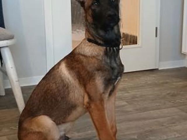 Malinois Belgische Schäferhund - 1