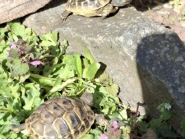 Griechische Landschildkröte THB u Dalmatische 2024 - 1