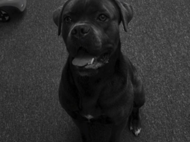 Cane Corso sucht dringend Zuhause - 1