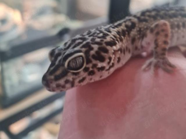 Leopardgecko Pure Black Night Weibchen Eublepharis macularius - 1