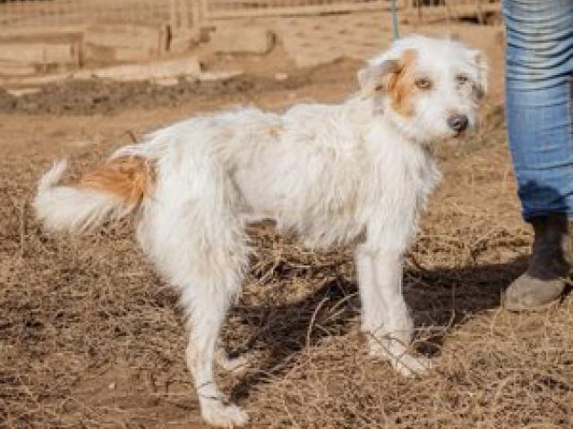 Blanche-Der perfekte Hund für eine sportliche Familie - 1